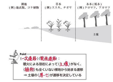 陽樹林 陰樹林|【高校生物基礎】「遷移：一次遷移・乾性遷移 陽樹。